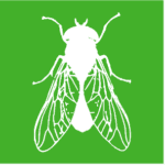 white vector image of a fly on a green background